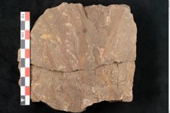Foto (Detailansicht) von Rhacopteris elegans Ettingshausen (NHMW-GEO-2024-0188-10821)